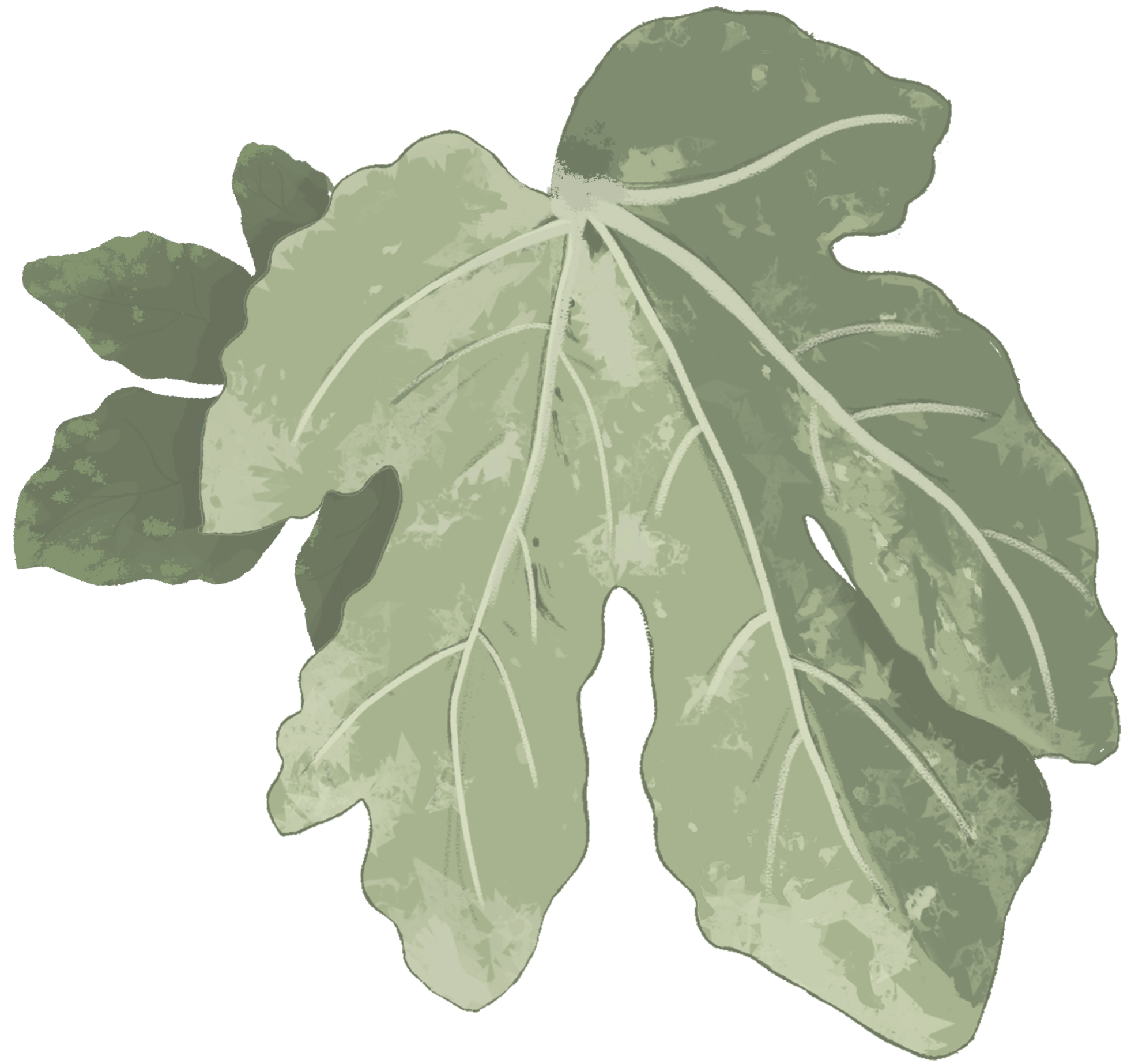 Fig Leaf